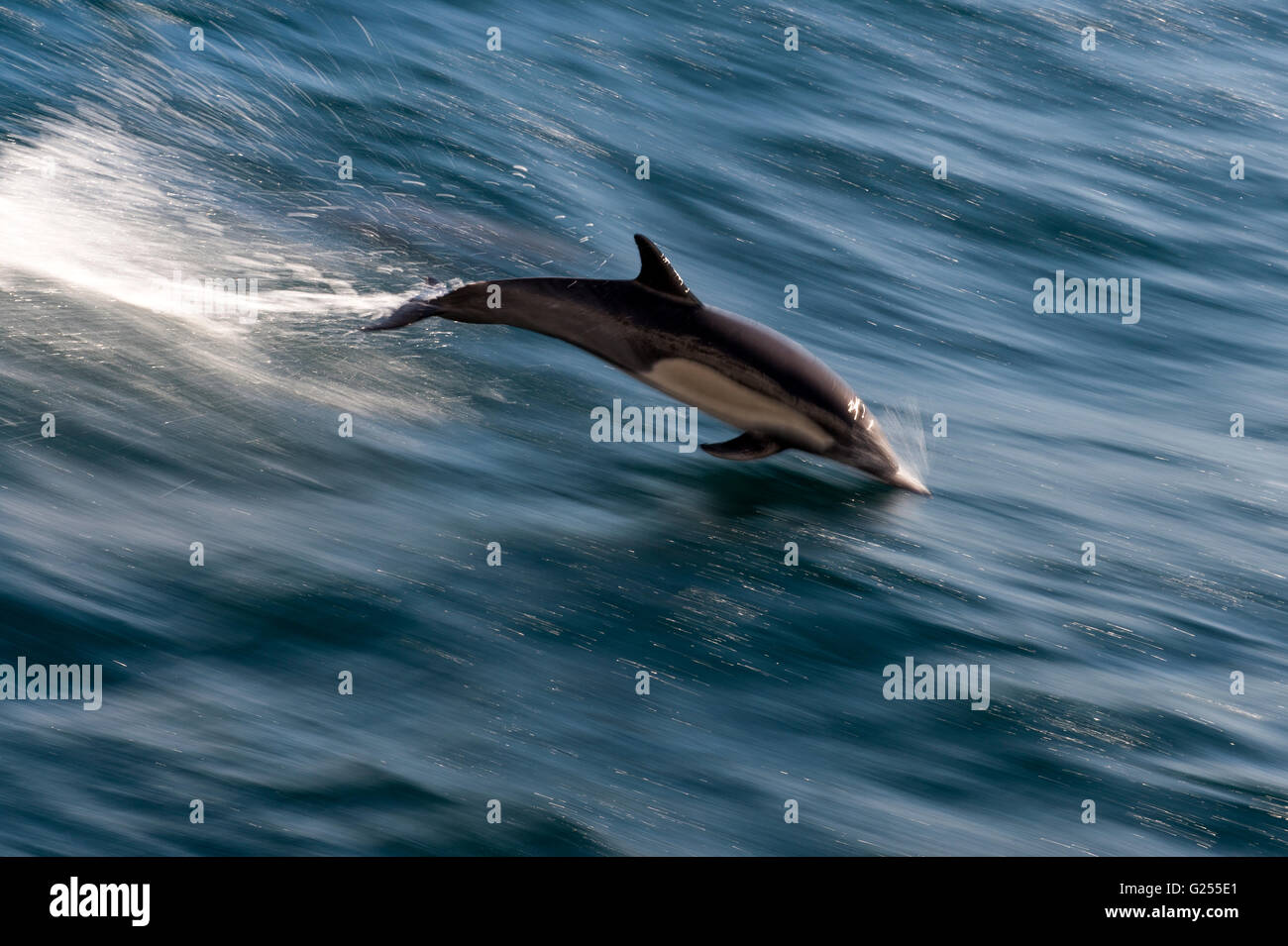 Long-beaked Common Dolphin Pacific Ocean, Baja California, Mexico Stock Photo
