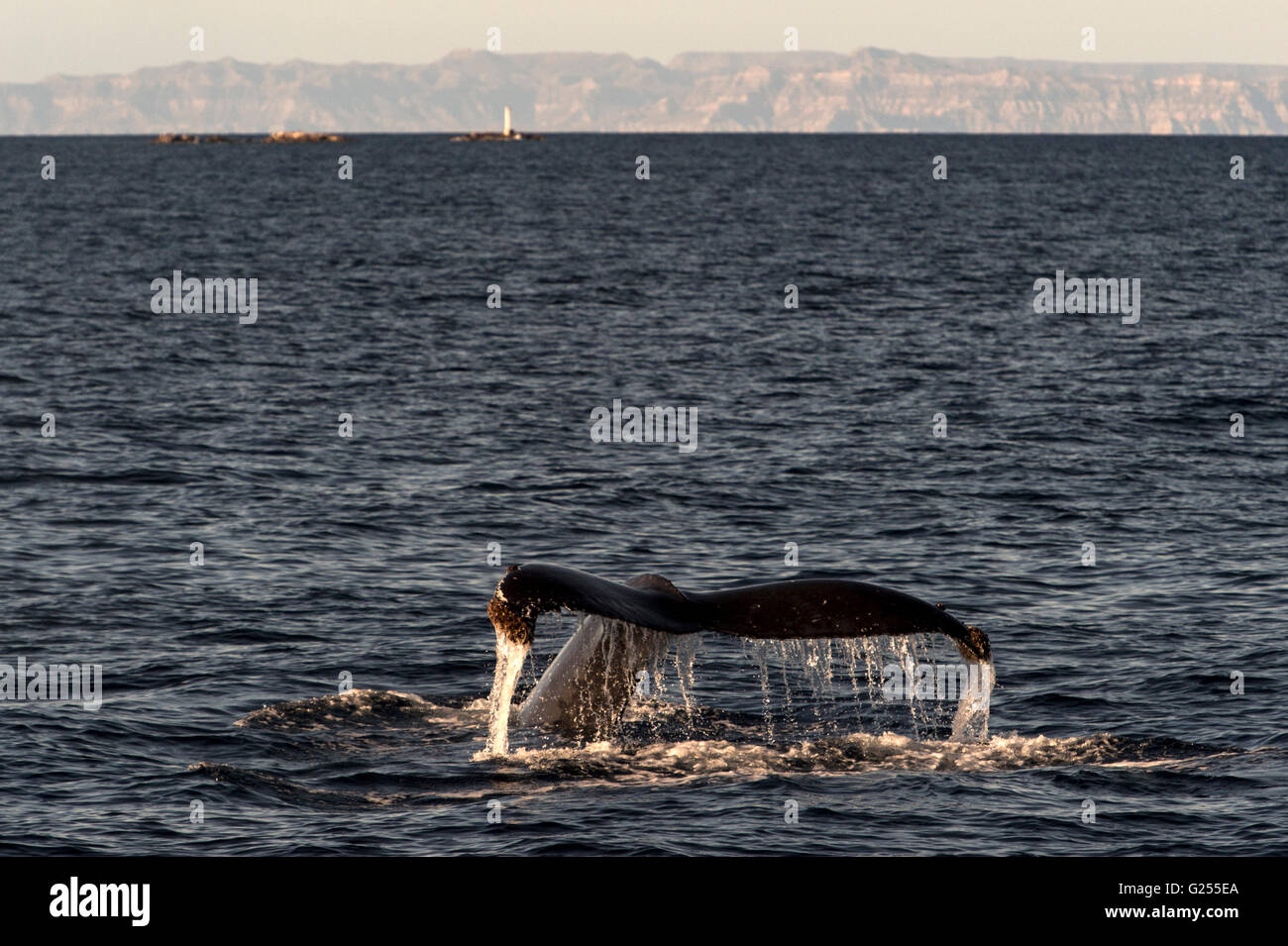 Humpback Whale fluke San Ignacio Lagoon, Baja California, Mexico Stock Photo