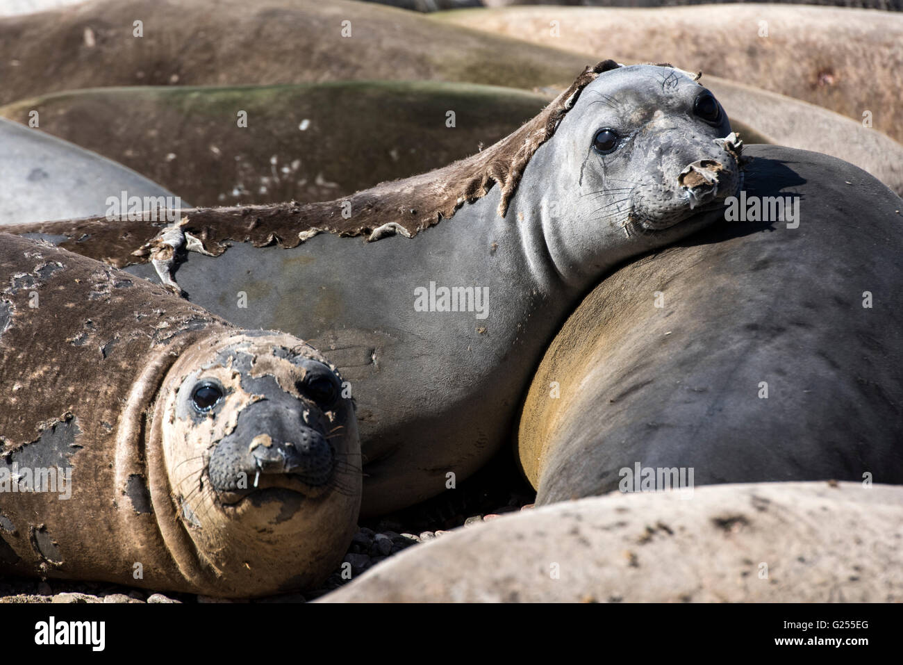Northern Elephant Seals moulting San Benito, Baja California, Mexico Stock Photo