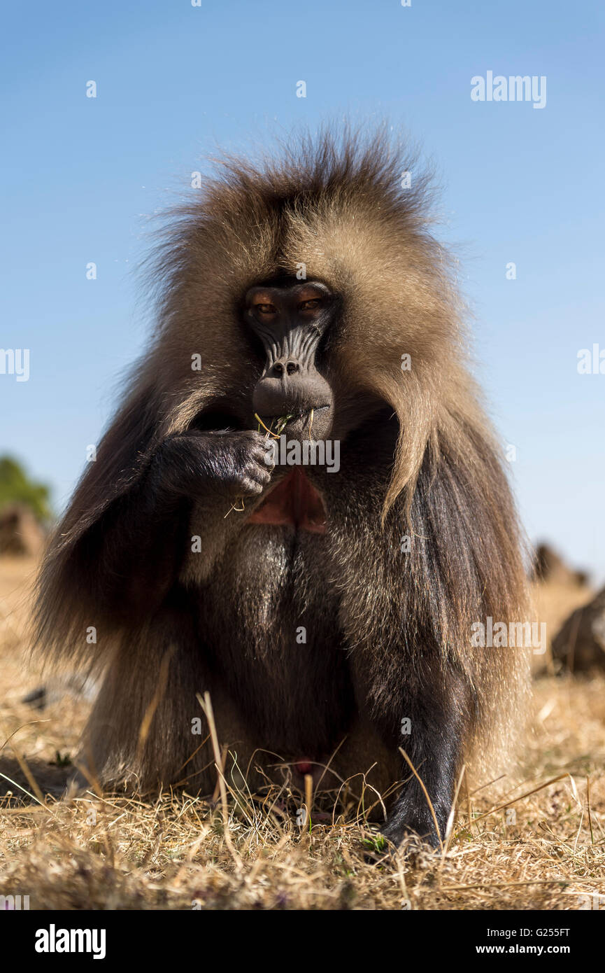 Monkey Grass High Resolution Stock Photography and Images Alamy