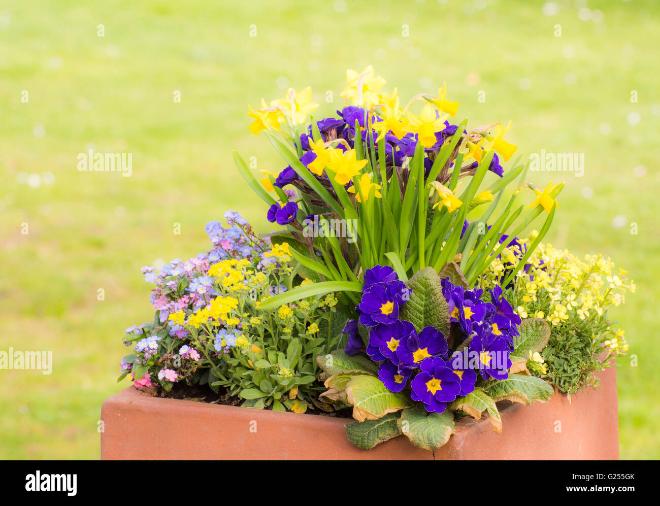 Rectangular flower pot in a park filled with pansies and daffodils Stock Photo