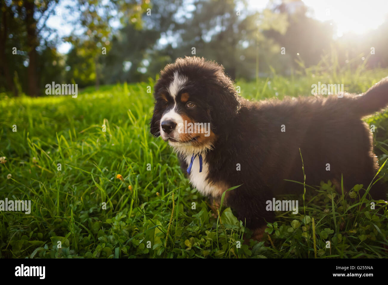 Cute dog puppy in grass Stock Photo - Alamy