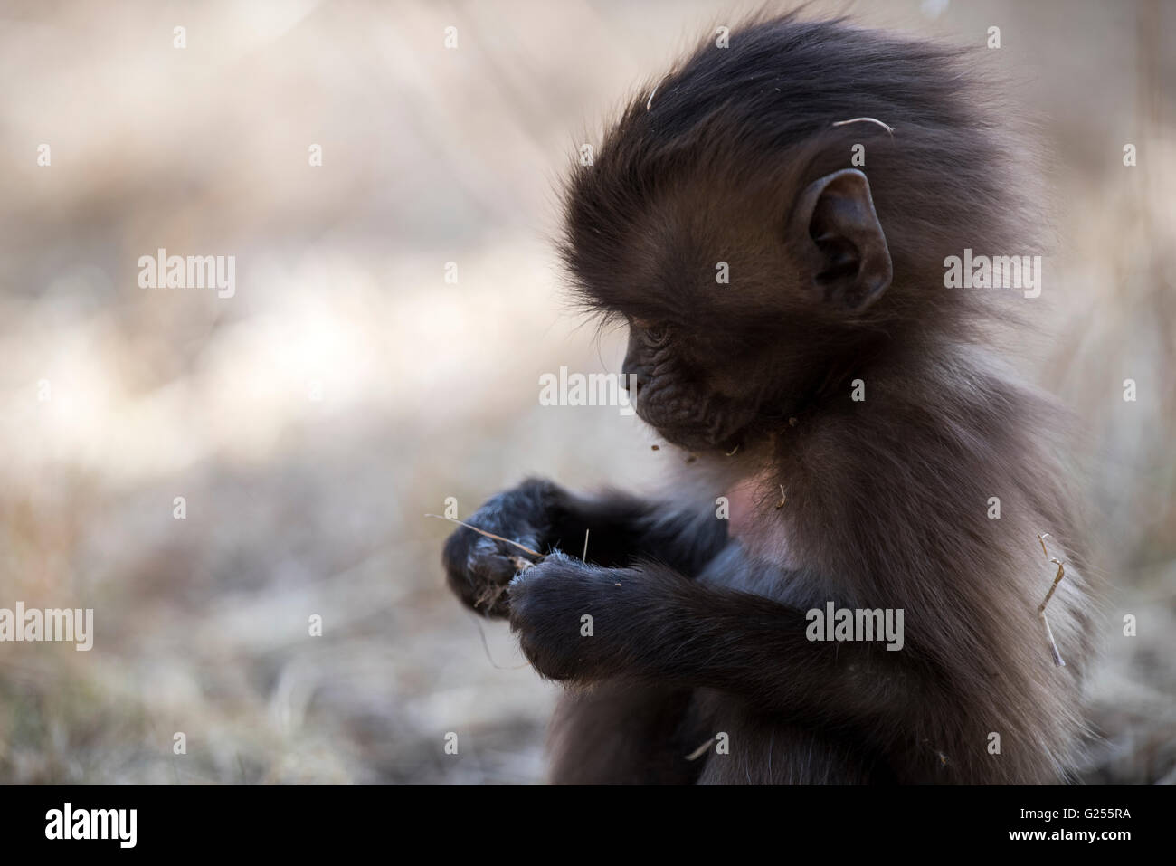 Gelada Monkey baby Simien Mountains National Park, Ethiopia Stock Photo