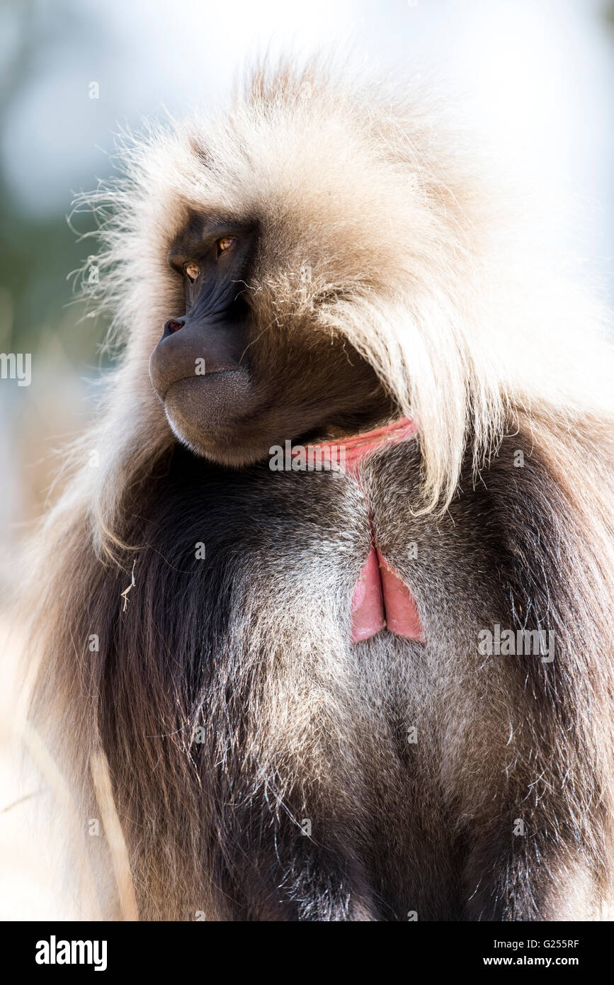 Gelada Monkey portrait Simien Mountains National Park, Ethiopia Stock Photo