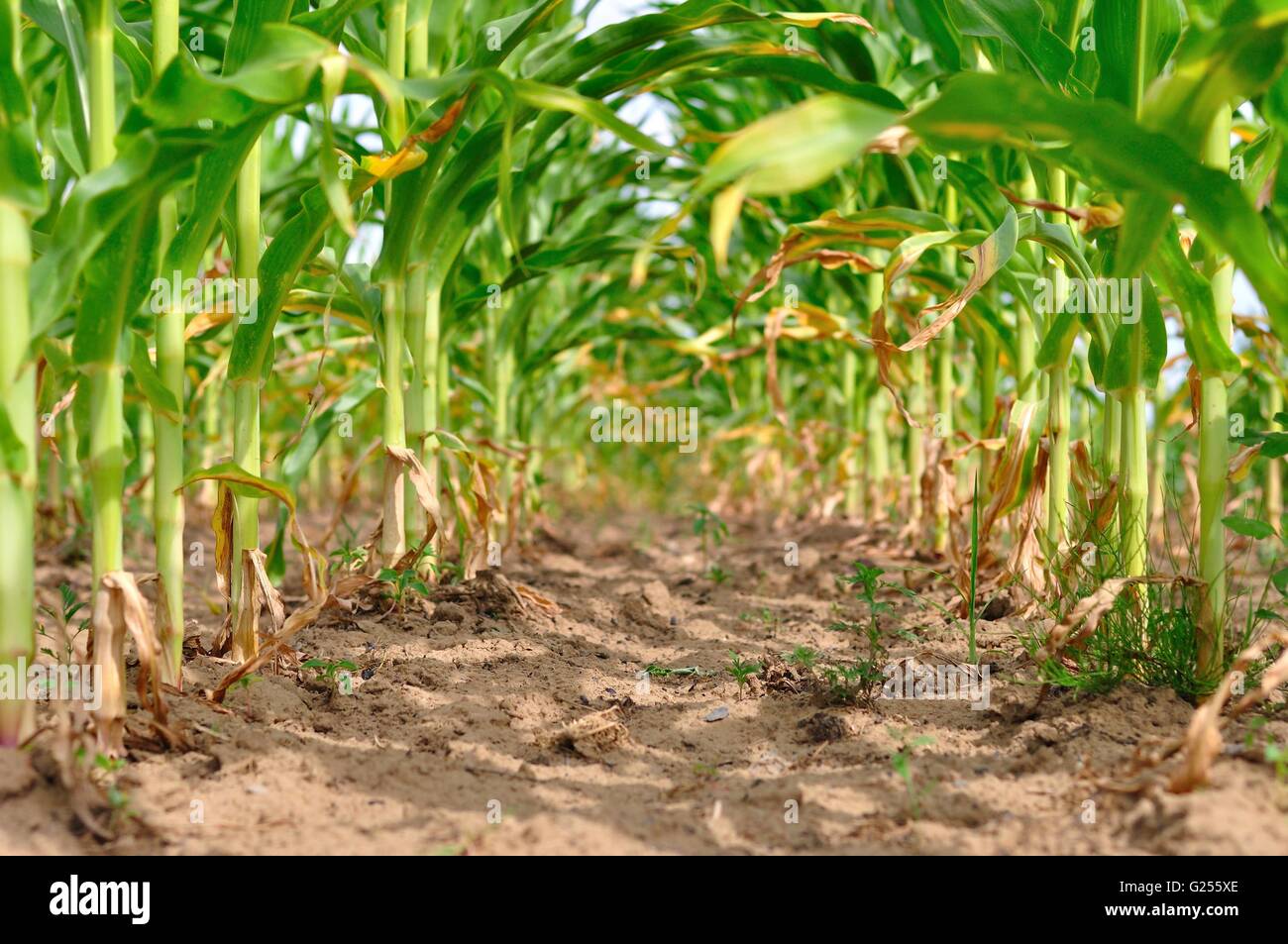 Rows of fresh green corn field in summer Stock Photo