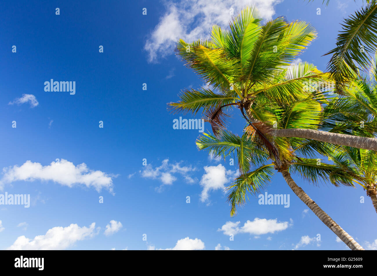 Palm tree under bright blue sky with clouds Stock Photo