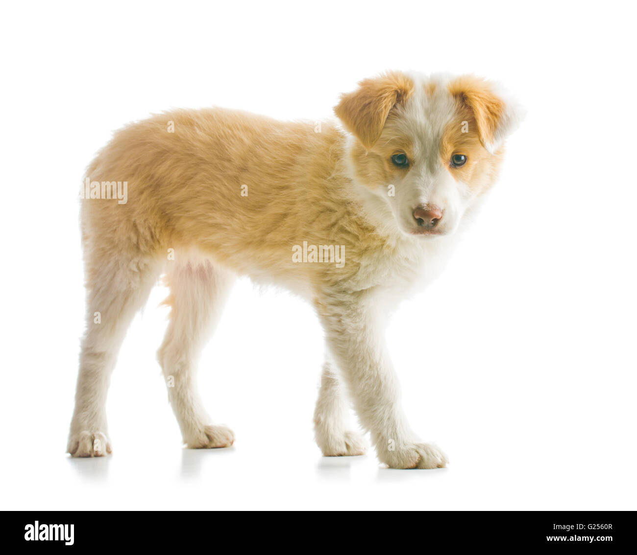Ee red Border Collie puppy. Young dog isolated on white background Stock Photo Alamy