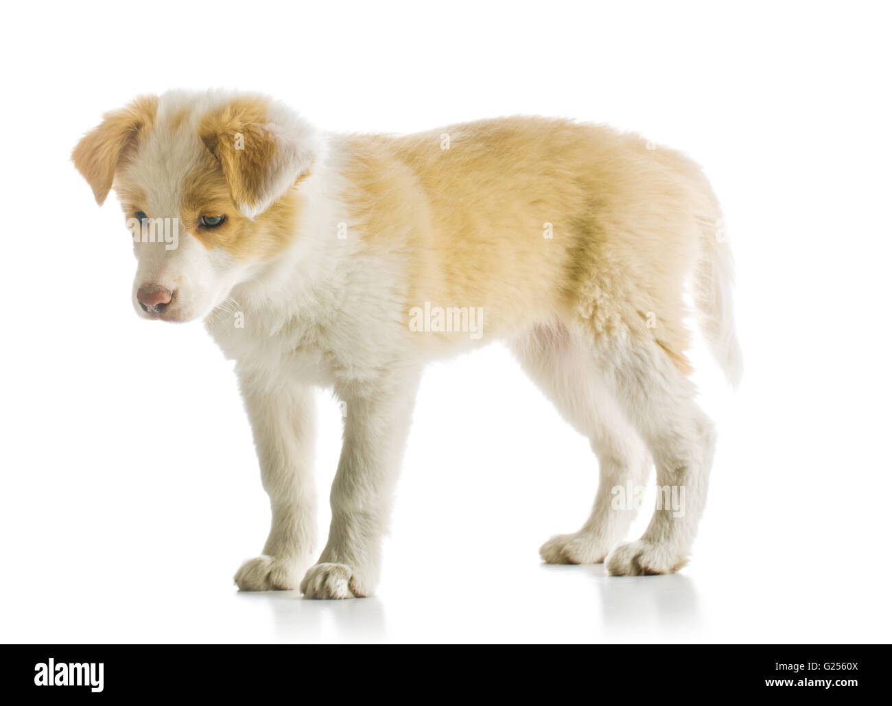 Ee red Border Collie puppy. Young dog isolated on white background Stock Photo Alamy