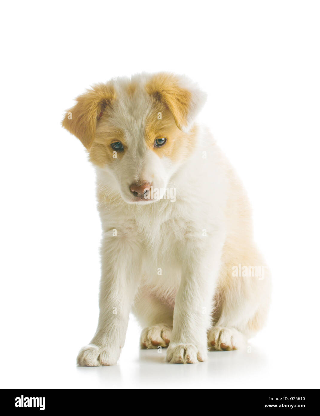 Ee red Border Collie puppy. Young dog isolated on white background Stock Photo Alamy