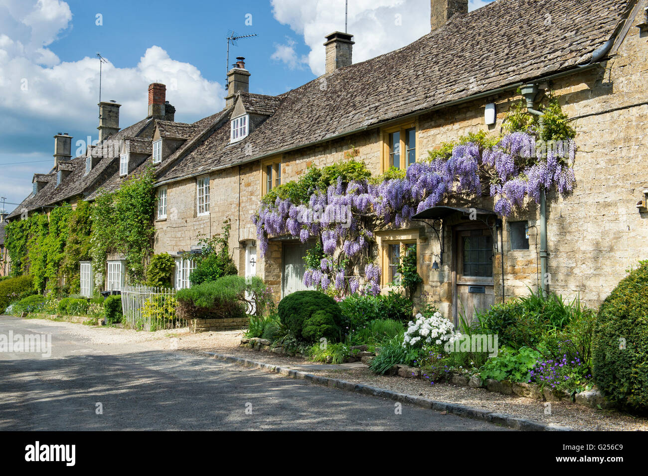 Wisteria on a cottage in Bledington, Cotswolds, Gloucestershire, England Stock Photo