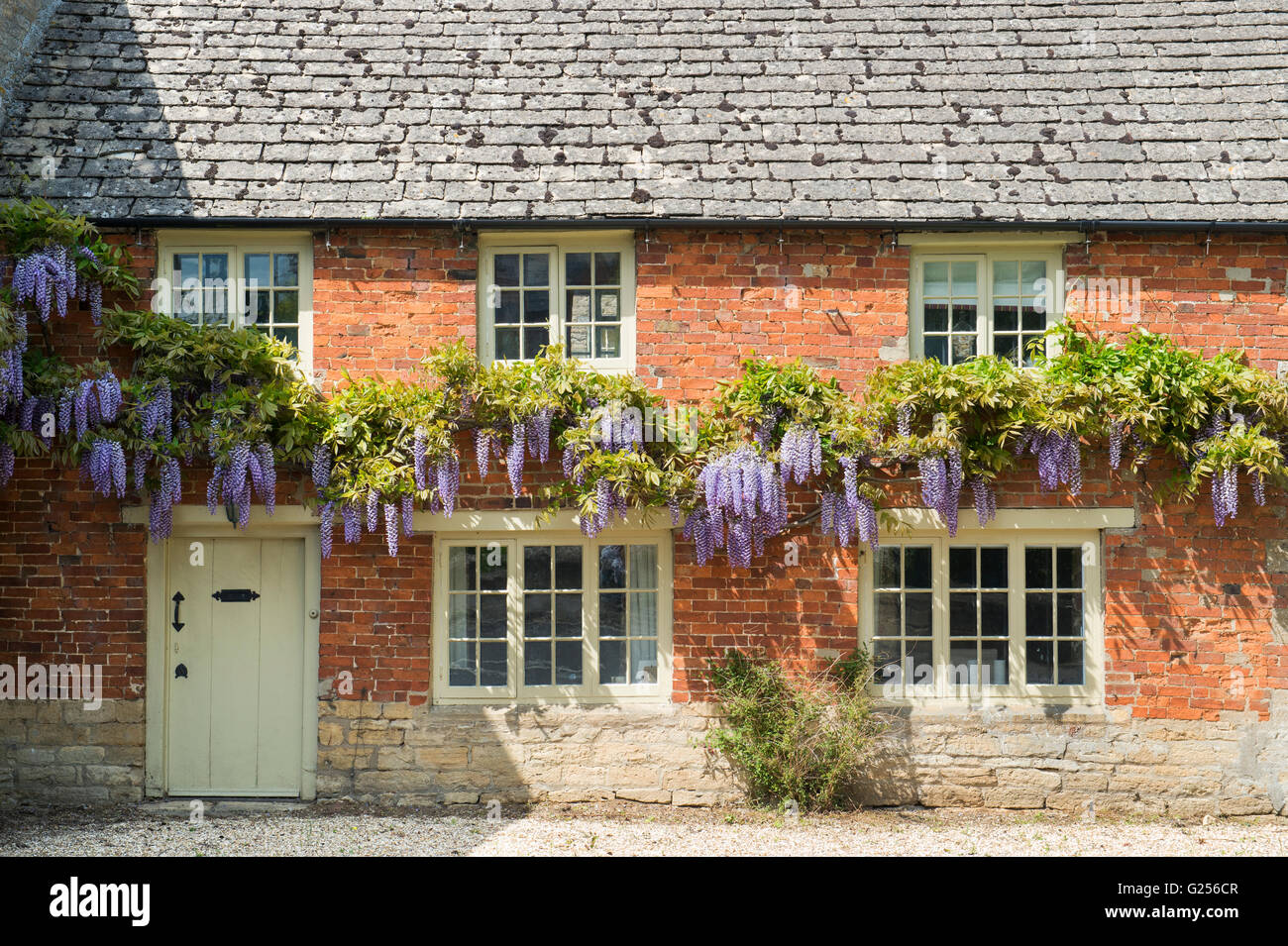 Wisteria on Bledington Mill house. Bledington, Cotswolds