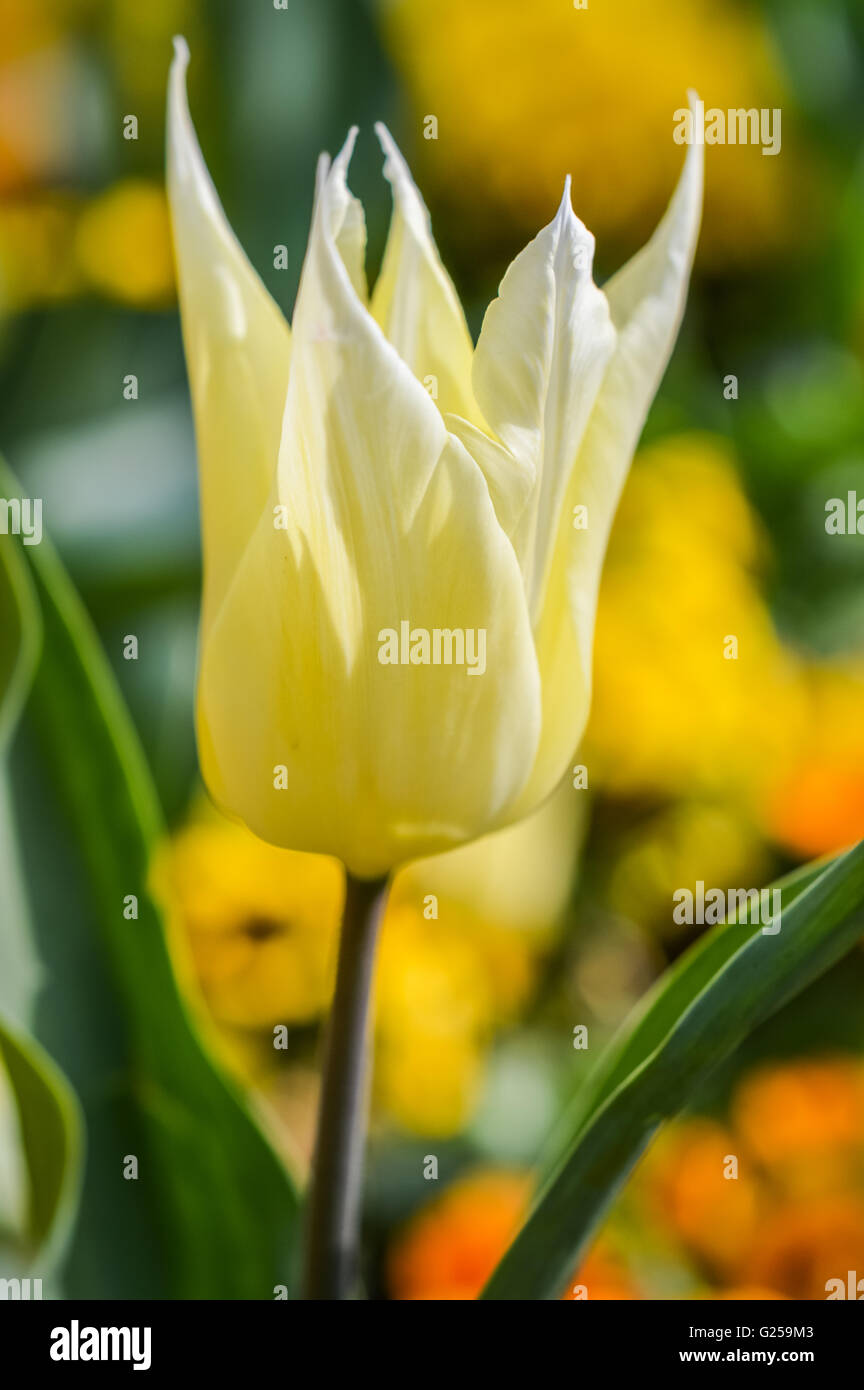 soft yellow and white striped tulip flower with spiky petals Stock Photo