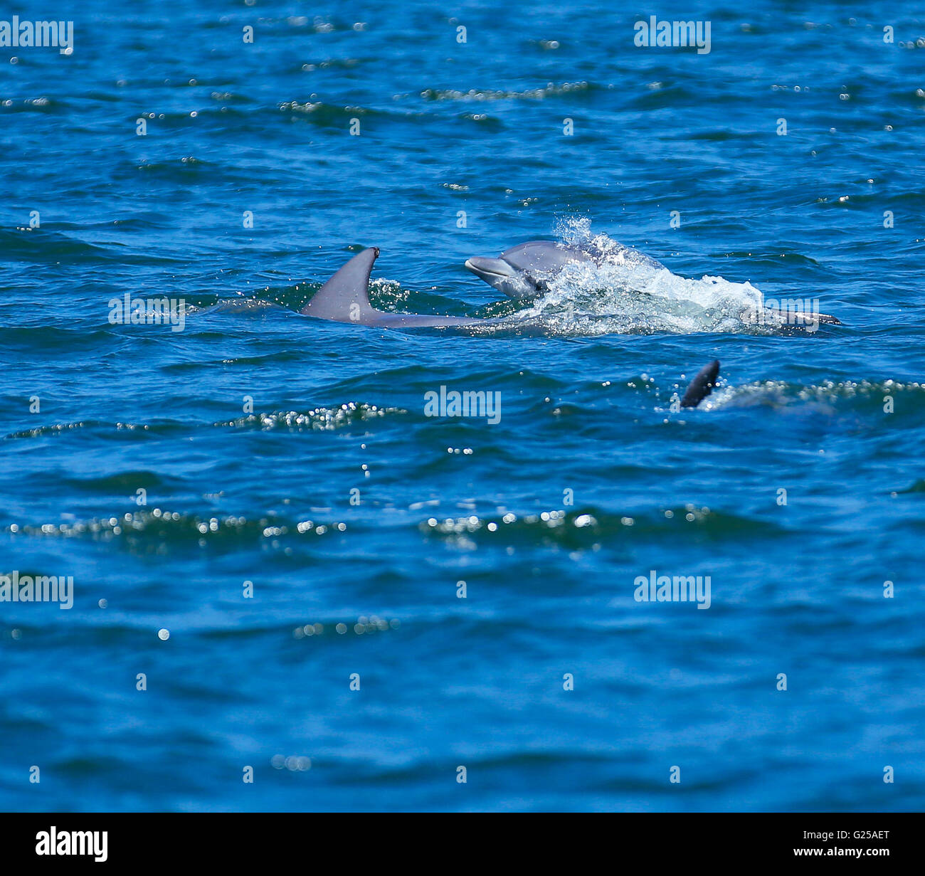 Dolphins swimming in sea, Port Stephens, New South Wales, Australia Stock Photo