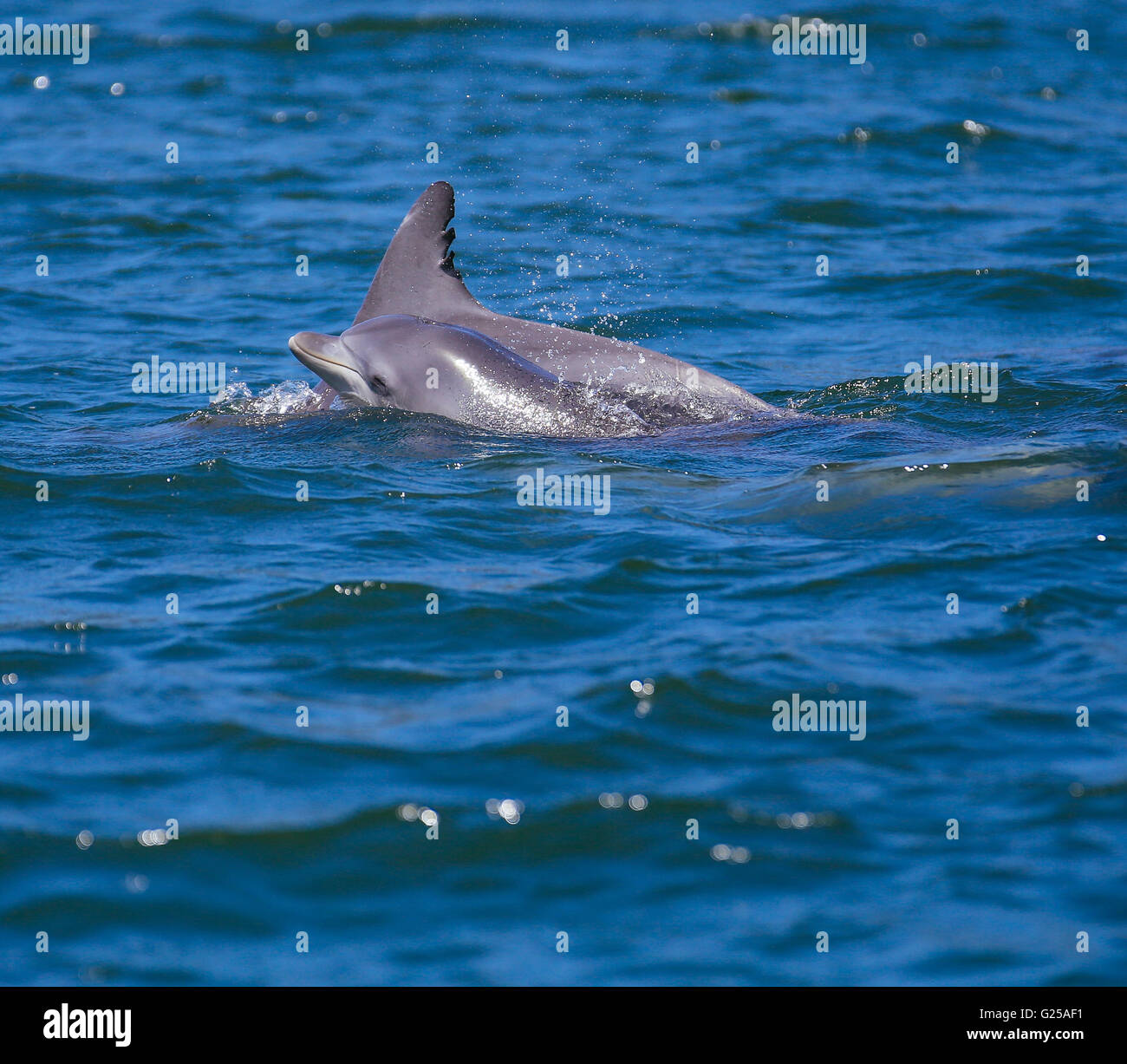 Two dolphins swimming in ocean, Port Stephens, New South Wales, Australia Stock Photo