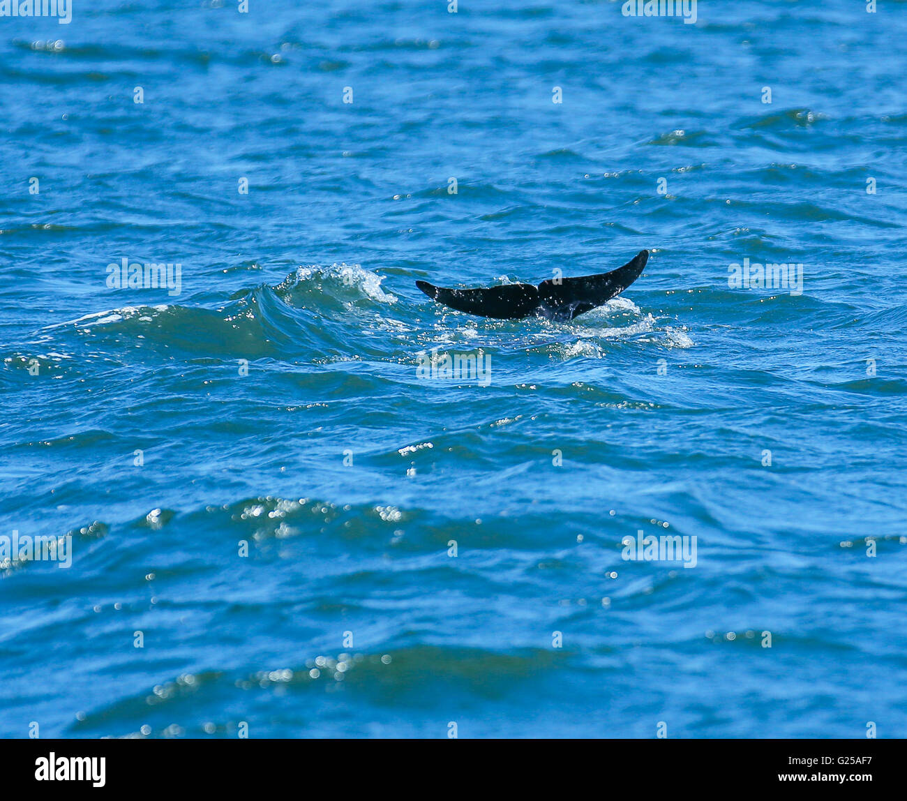 Dolphin tail, Port Stephens, New South Wales, Australia Stock Photo