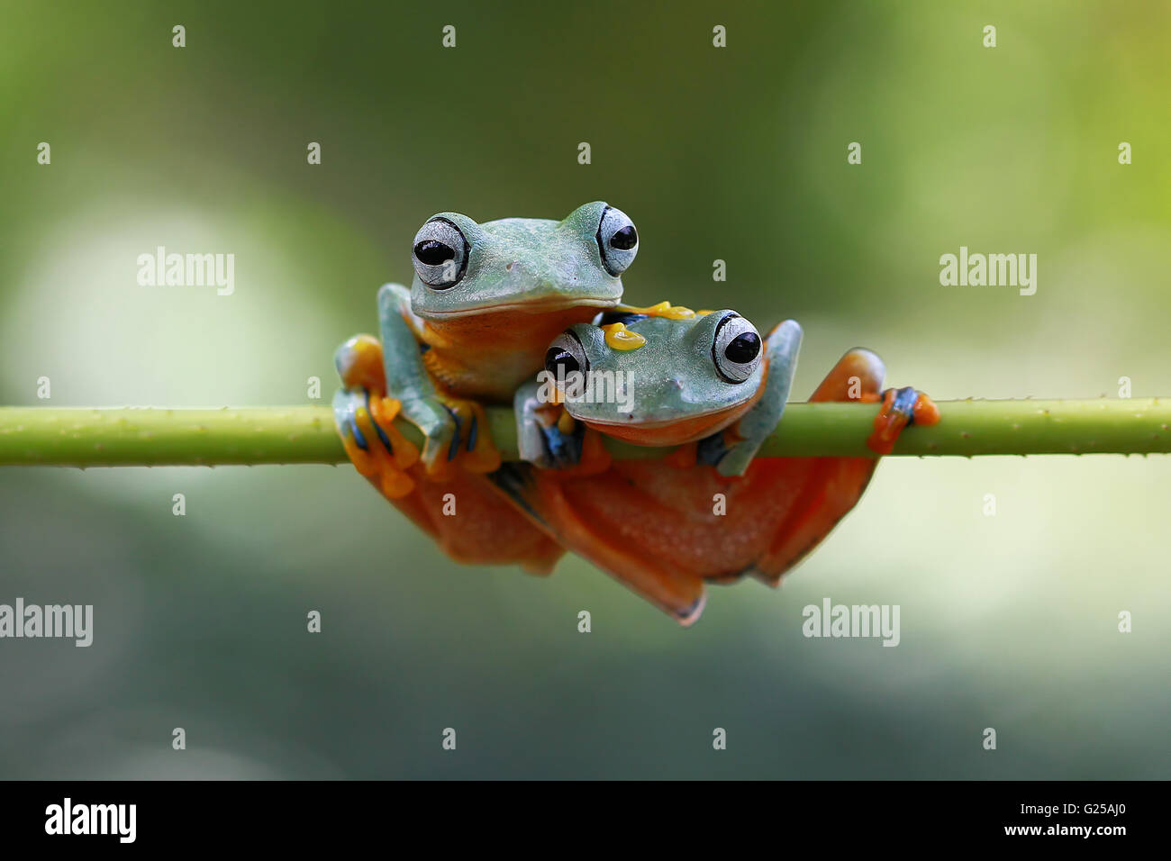 Two Tree frogs (rachophorus reinwardtii) sitting on branch, Indonesia Stock Photo