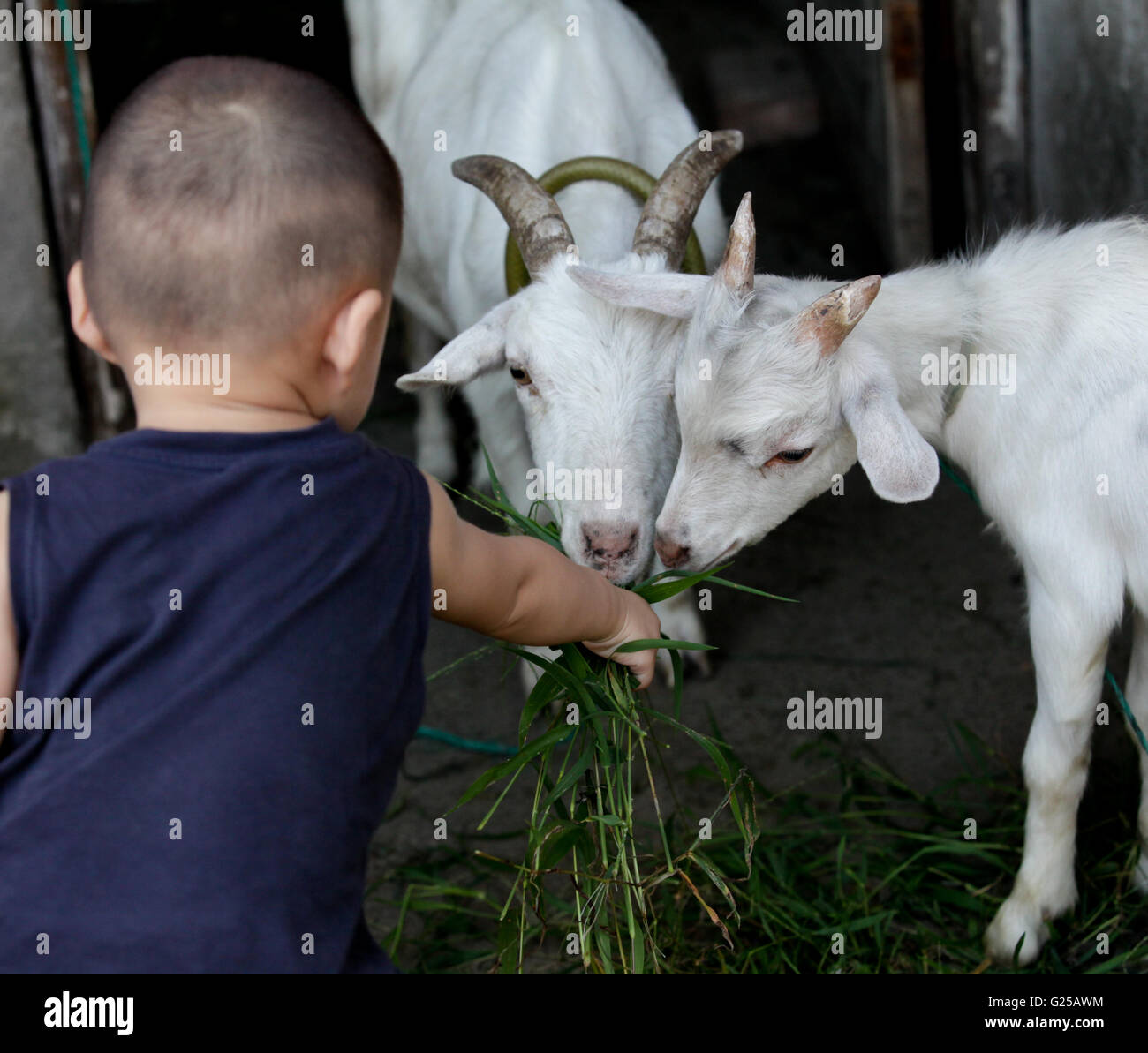 Boy feeding two goats Stock Photo Alamy