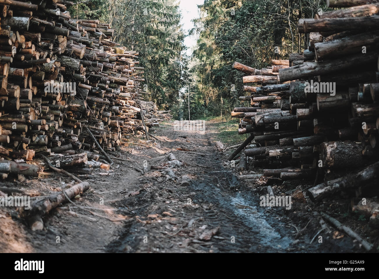 Road through forest lined with timber Stock Photo - Alamy