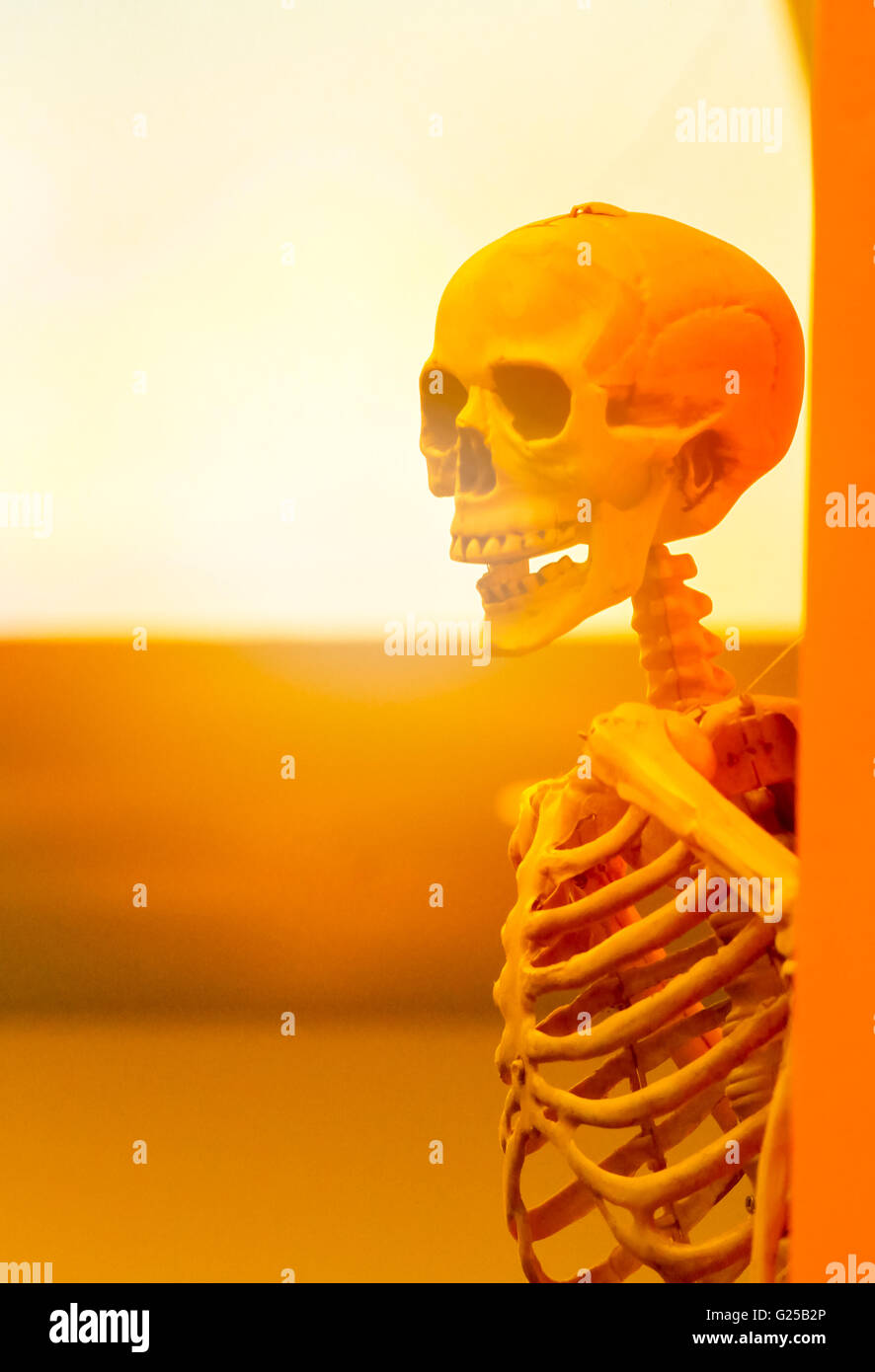 Horror, cruelty, death concept :human skulls leave on the wall with the sun light effect Stock Photo