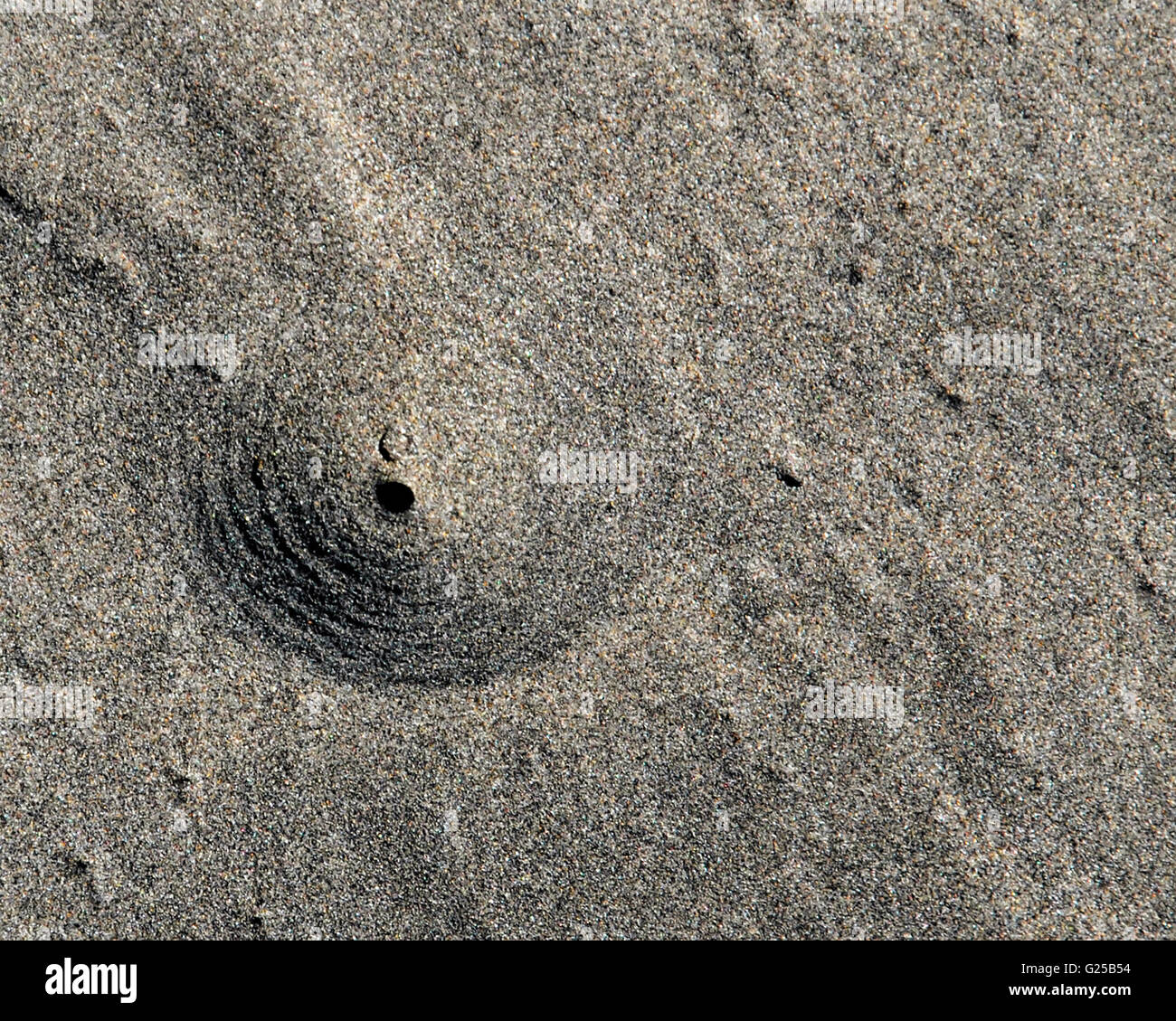 Clam digging on the Oregon Coast Stock Photo Alamy