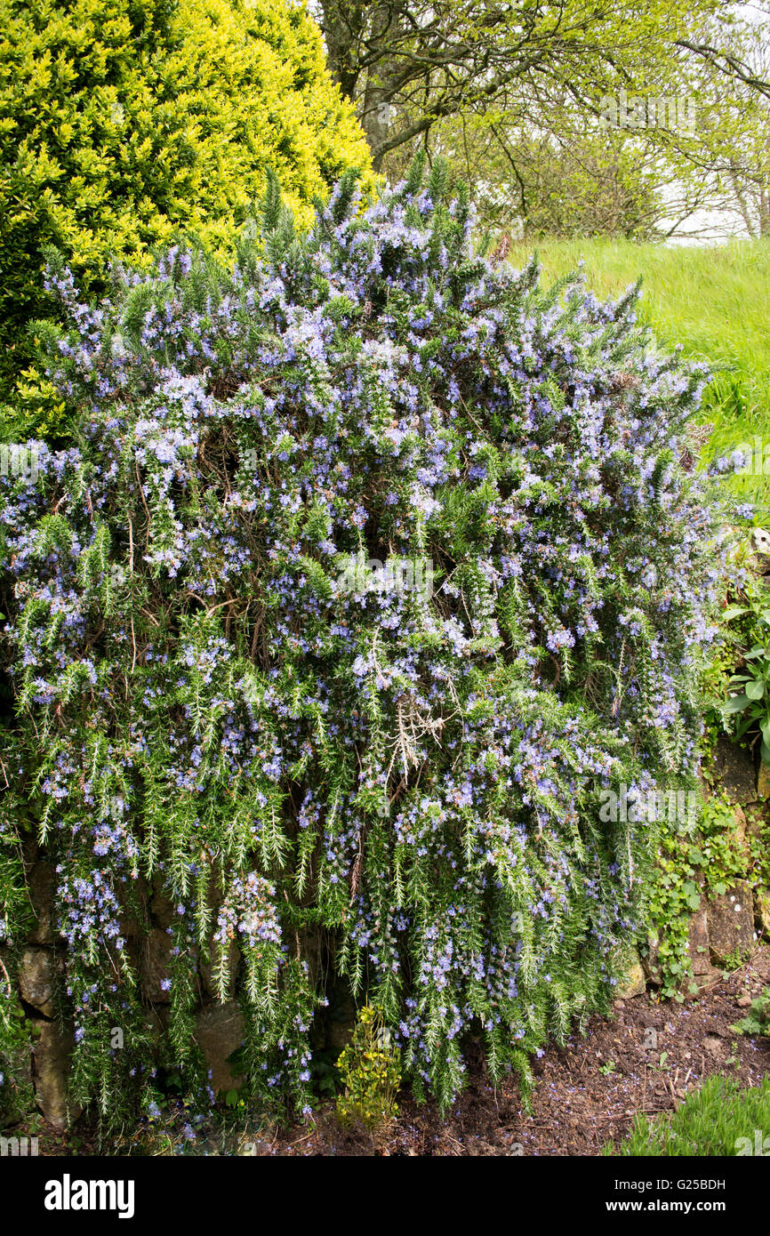 Rosemary flowers hires stock photography and images Alamy