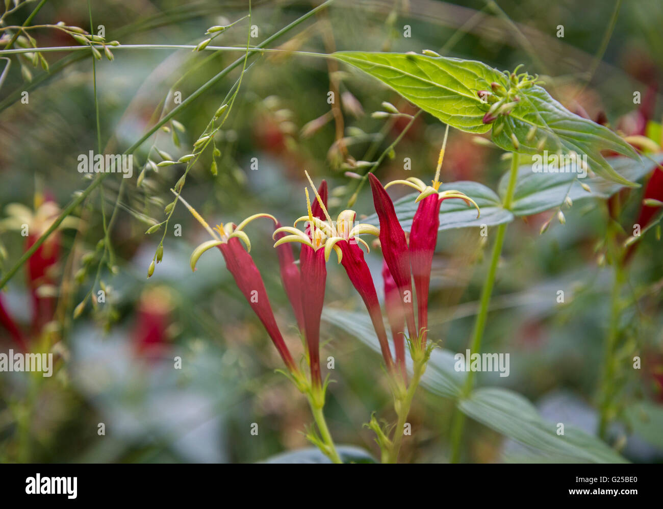 Indian Pink wildflowers growing in upland woodlands at Florida Caverns