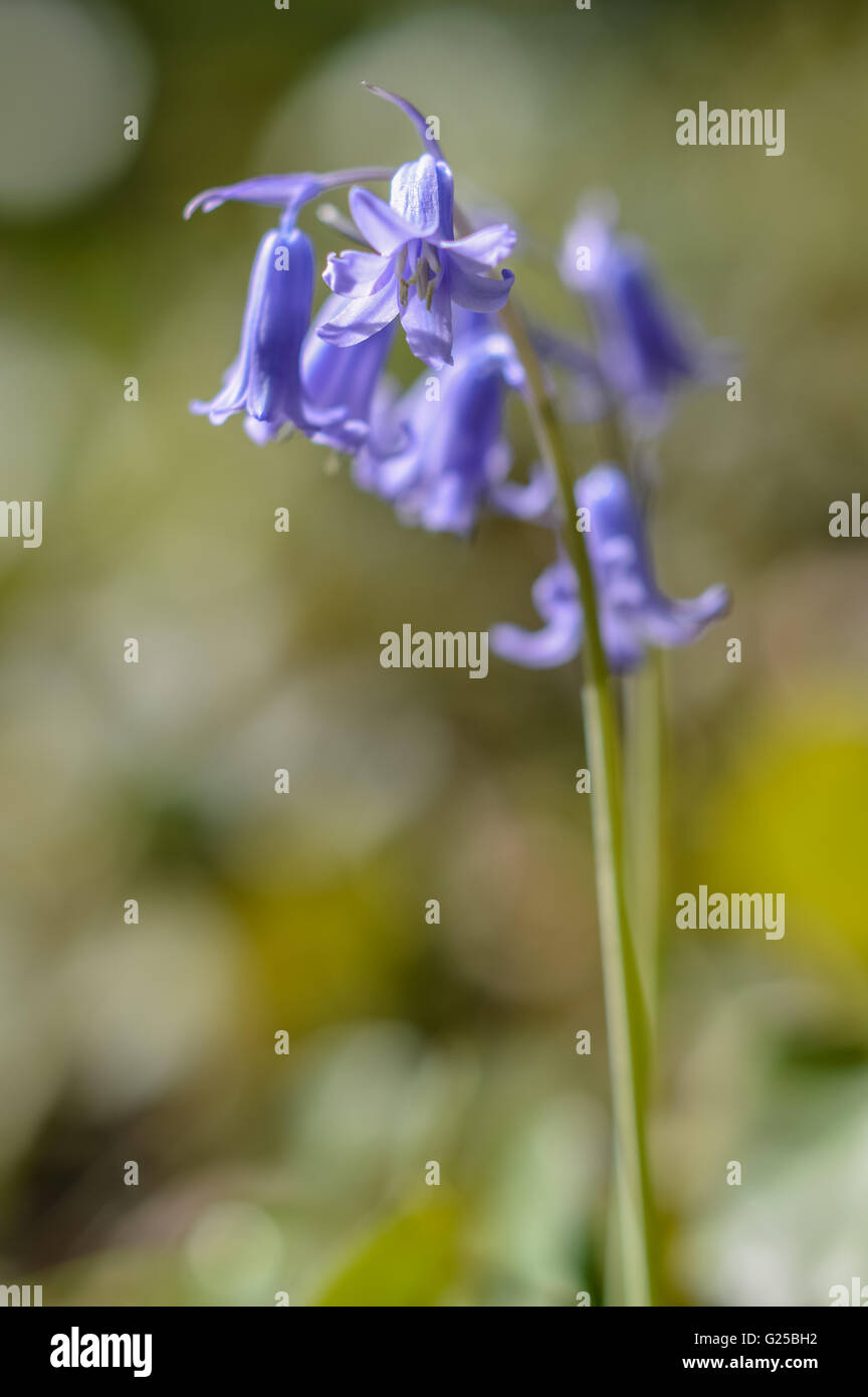 blue hyacinth flowers with soft focus background Stock Photo - Alamy