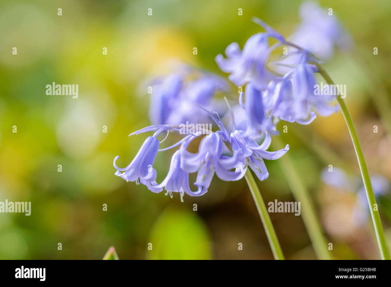 beautiful blue hyacinth flowers Stock Photo - Alamy