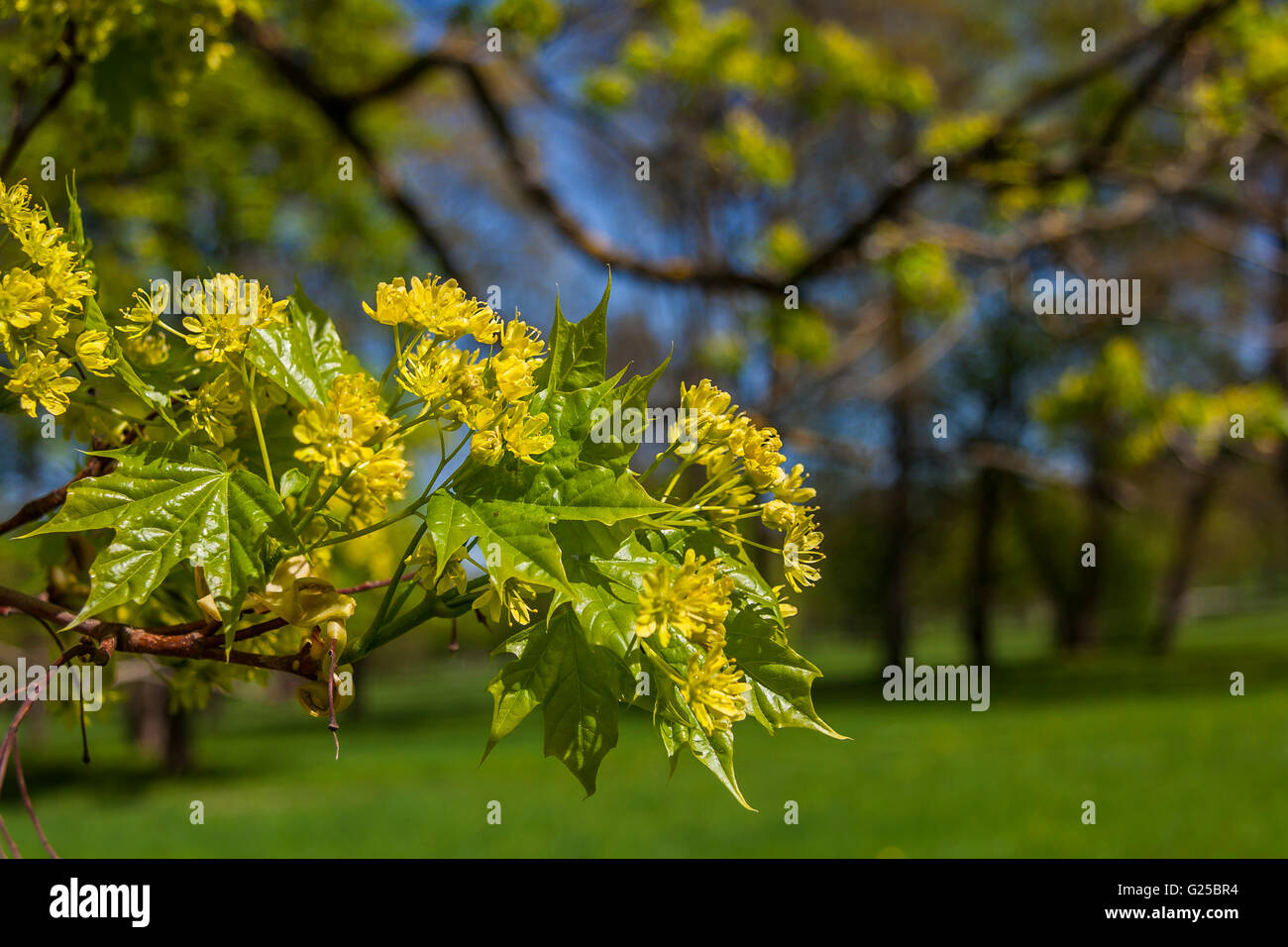 flowering maple tree flowering maple tree