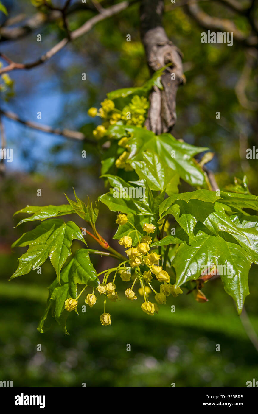 Flowering Maple Tree Branch Stock Photo Alamy