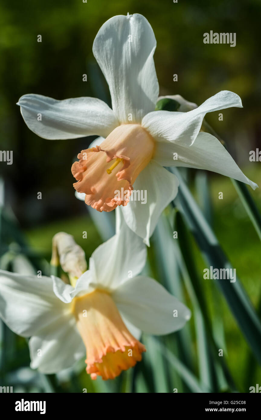 daffodil accent - ivory white with a salmon trumpet Stock Photo