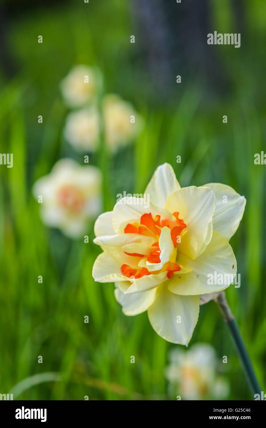 Double daffodil hybrid Ascot Stock Photo