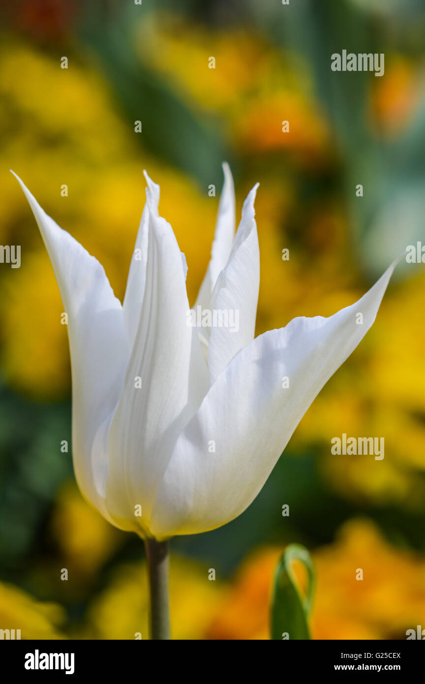 all white tulip flower with spiky petals Stock Photo
