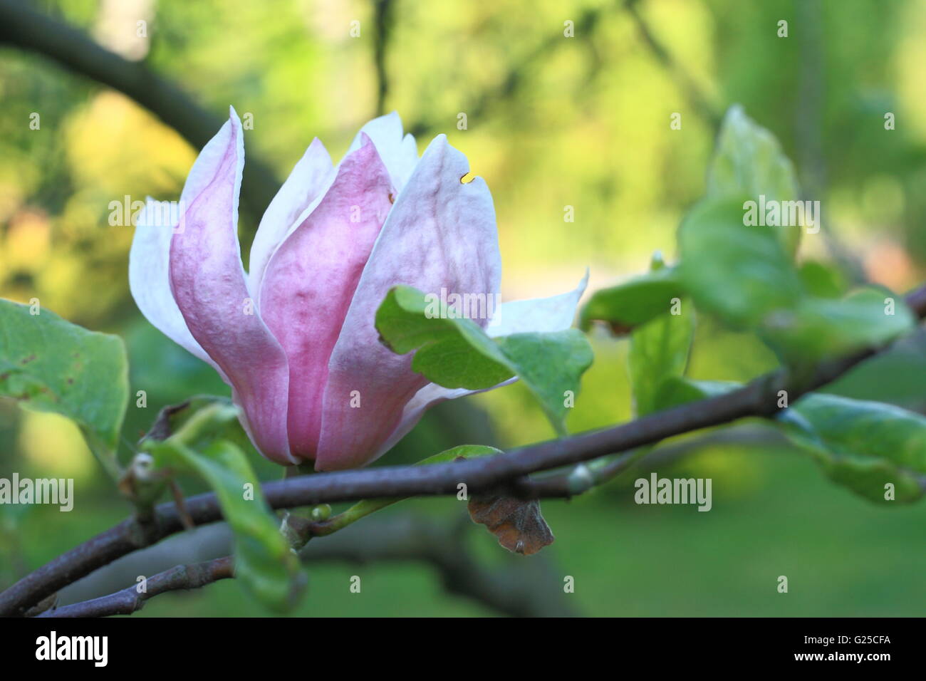 Magnolia garden all in blossom during the spring Stock Photo - Alamy