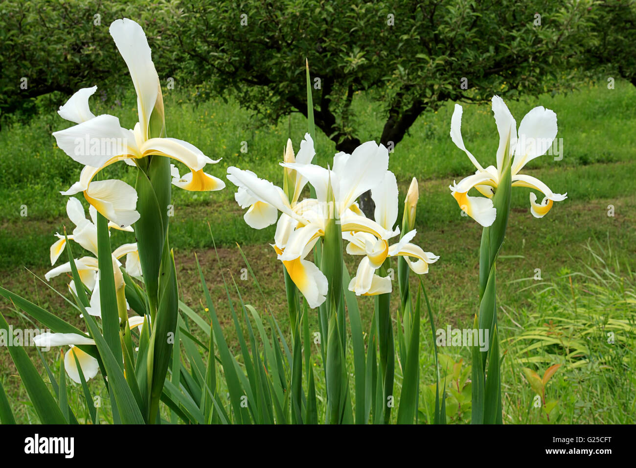 White Japanese iris flowers Stock Photo