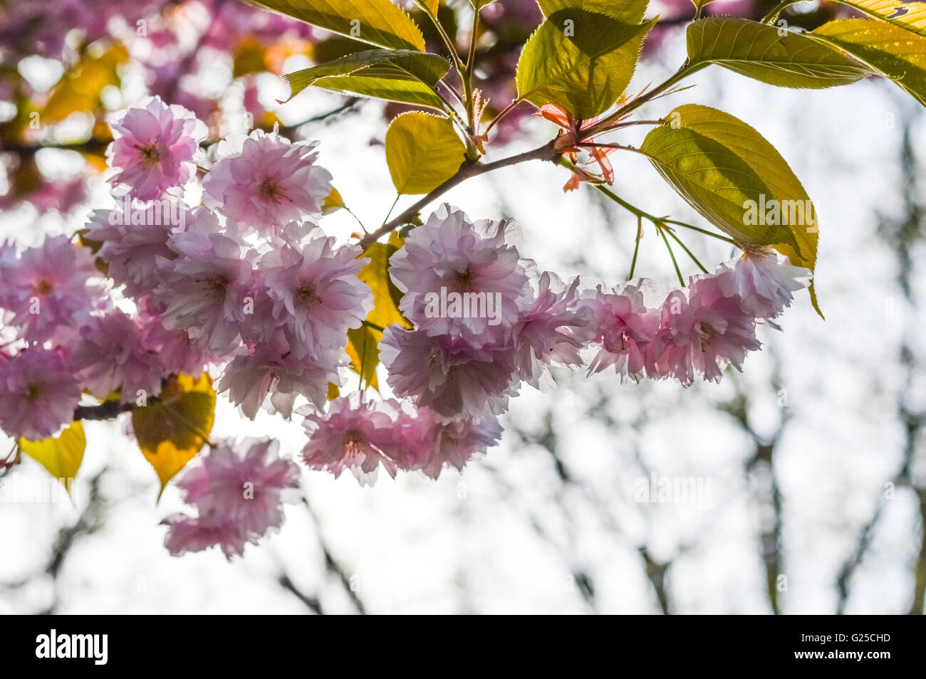Cherry blossoms lit up hi-res stock photography and images - Alamy