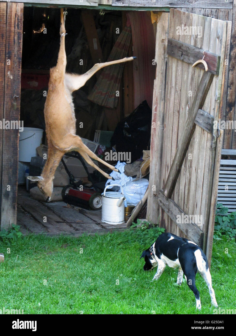 Dead deer hanging hires stock photography and images Alamy