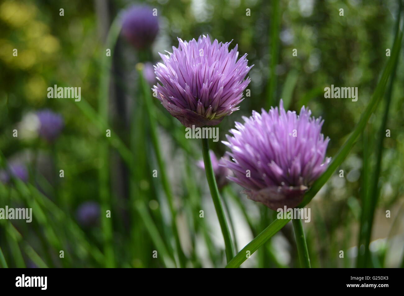 Herbs - Chives Stock Photo