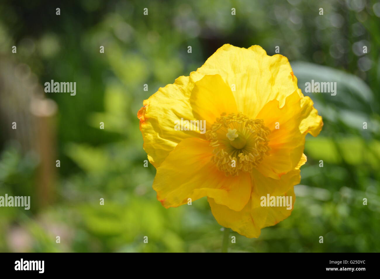 The Welsh poppy, is a perennial flowering plant in the poppy family