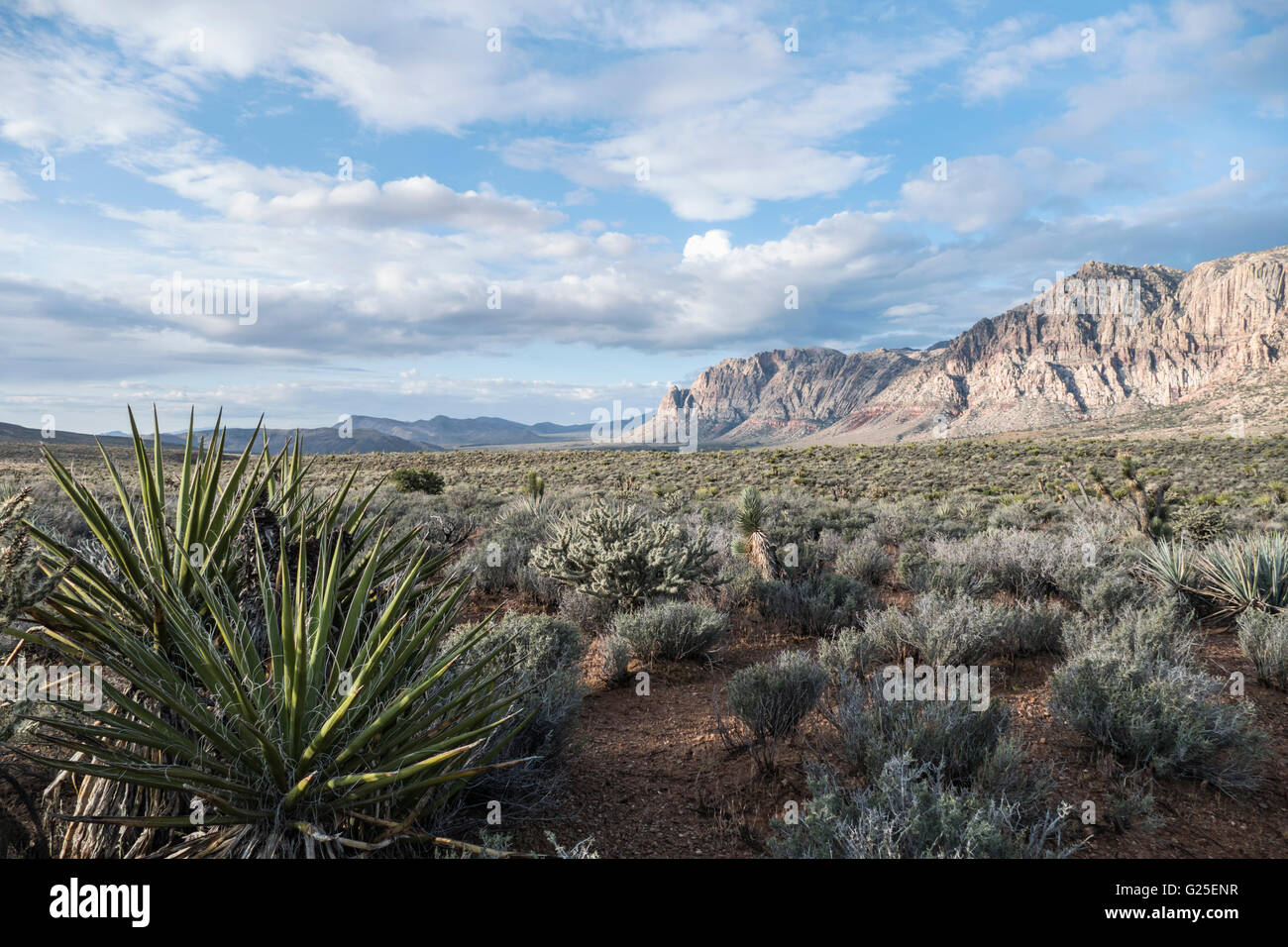Spring morning in Red Rock Canyon National Conservation area near Las Vegas, Nevada, USA. Stock Photo