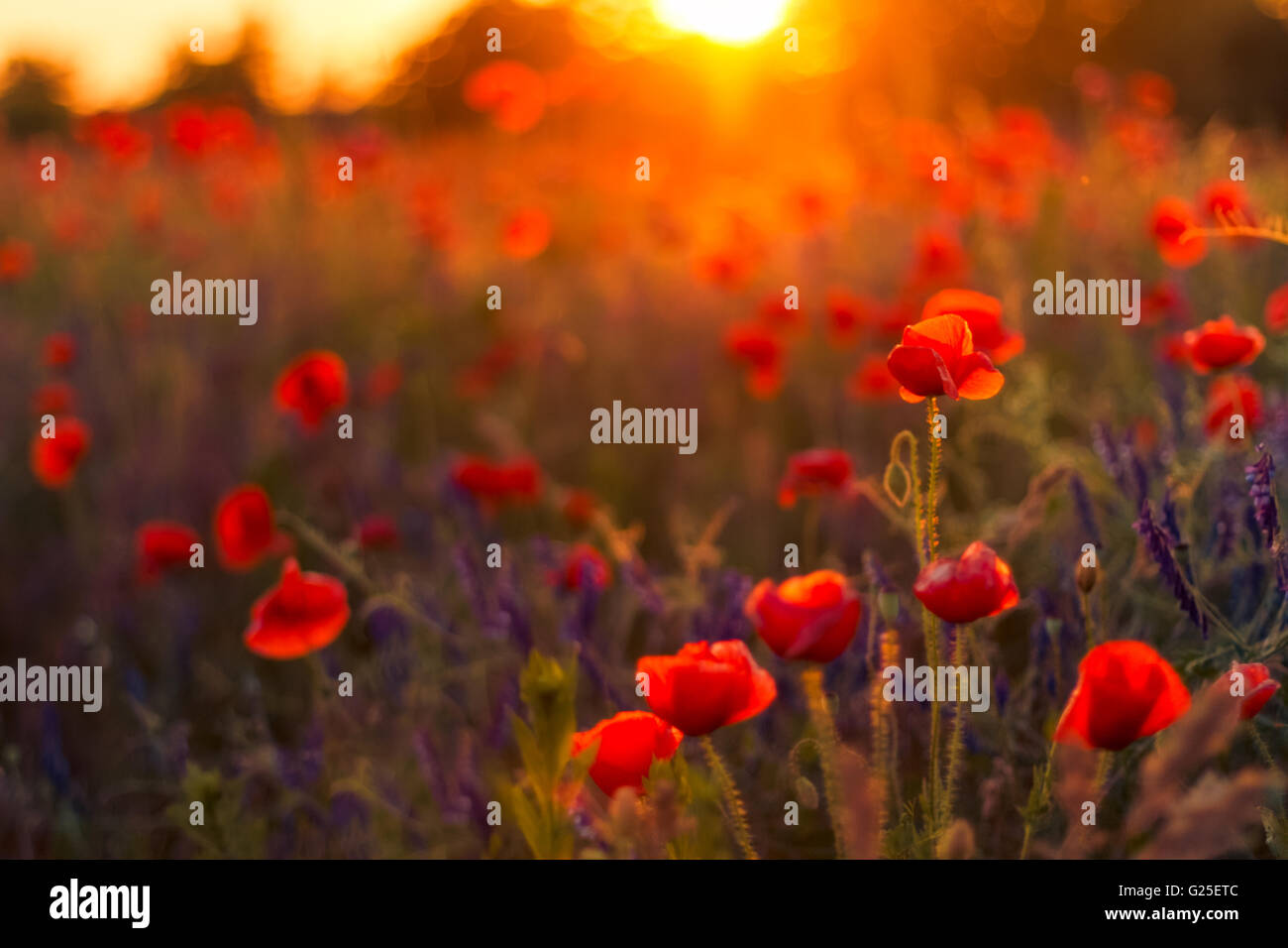 Landscape with nice sunset over poppy field Stock Photo