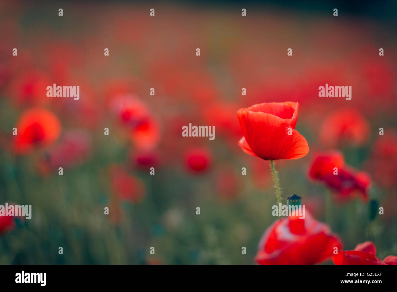 Landscape with nice sunset over poppy field Stock Photo