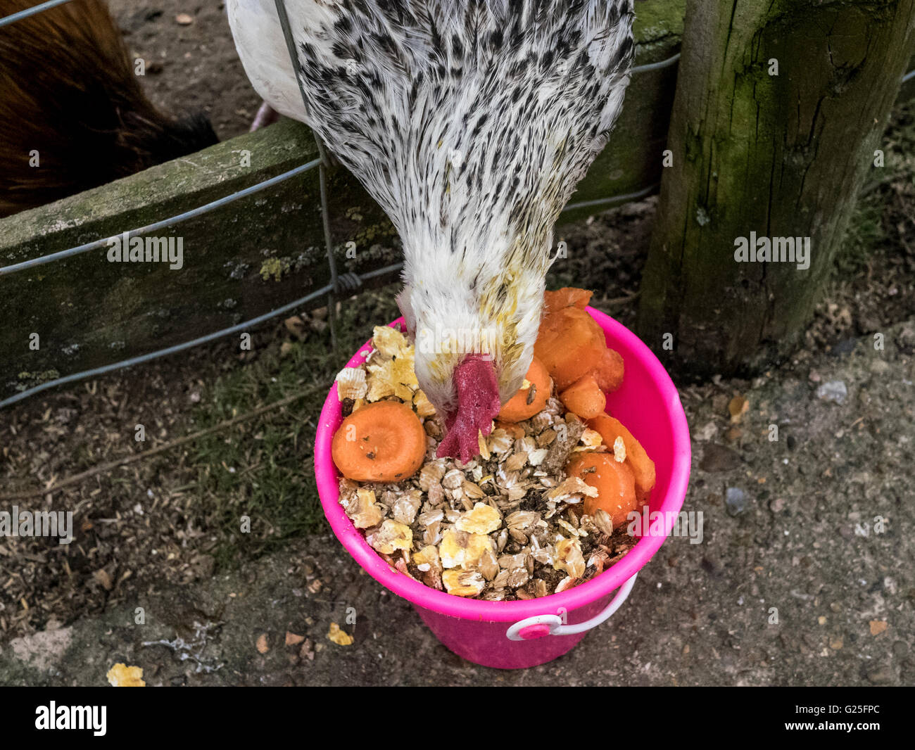 Chicken enjoying a bucket of food at Christmas Tree Farm Stock Photo