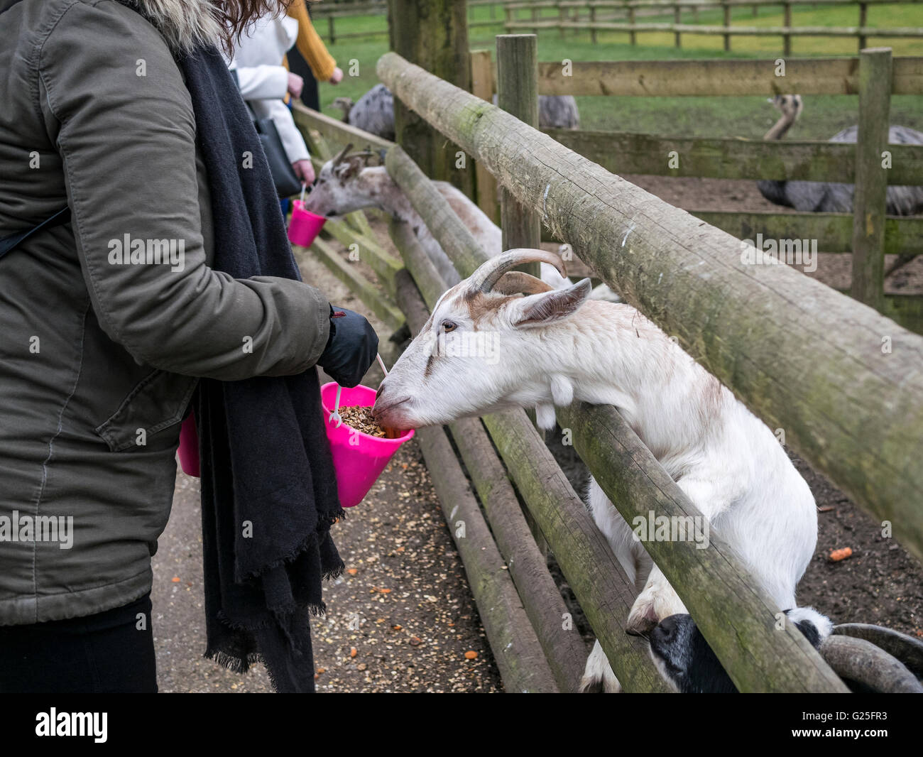Goat enjoying a bucket of food at Christmas Tree Farm Kent Stock Photo