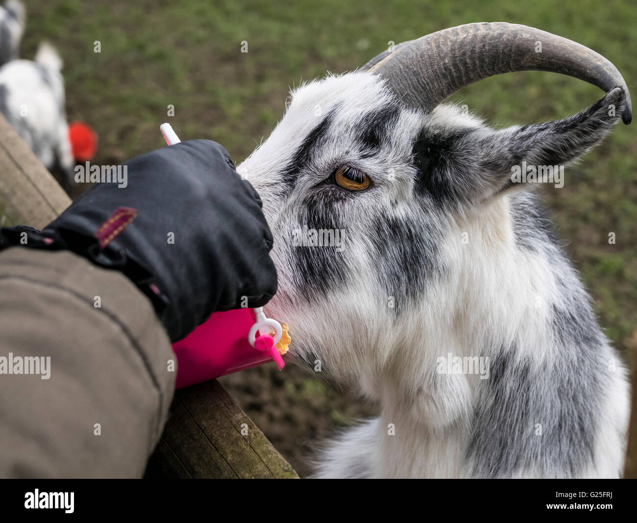 Goat being fed with a bucket of food at Christmas Tree Farm Kent Stock