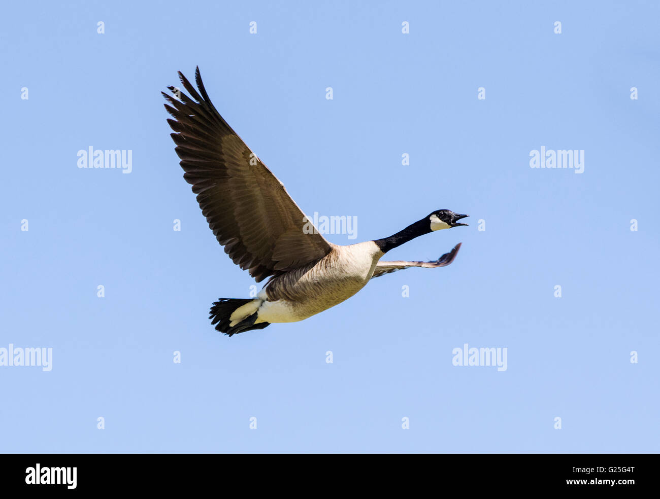 Canada geese flying at dusk Stock Photo Alamy