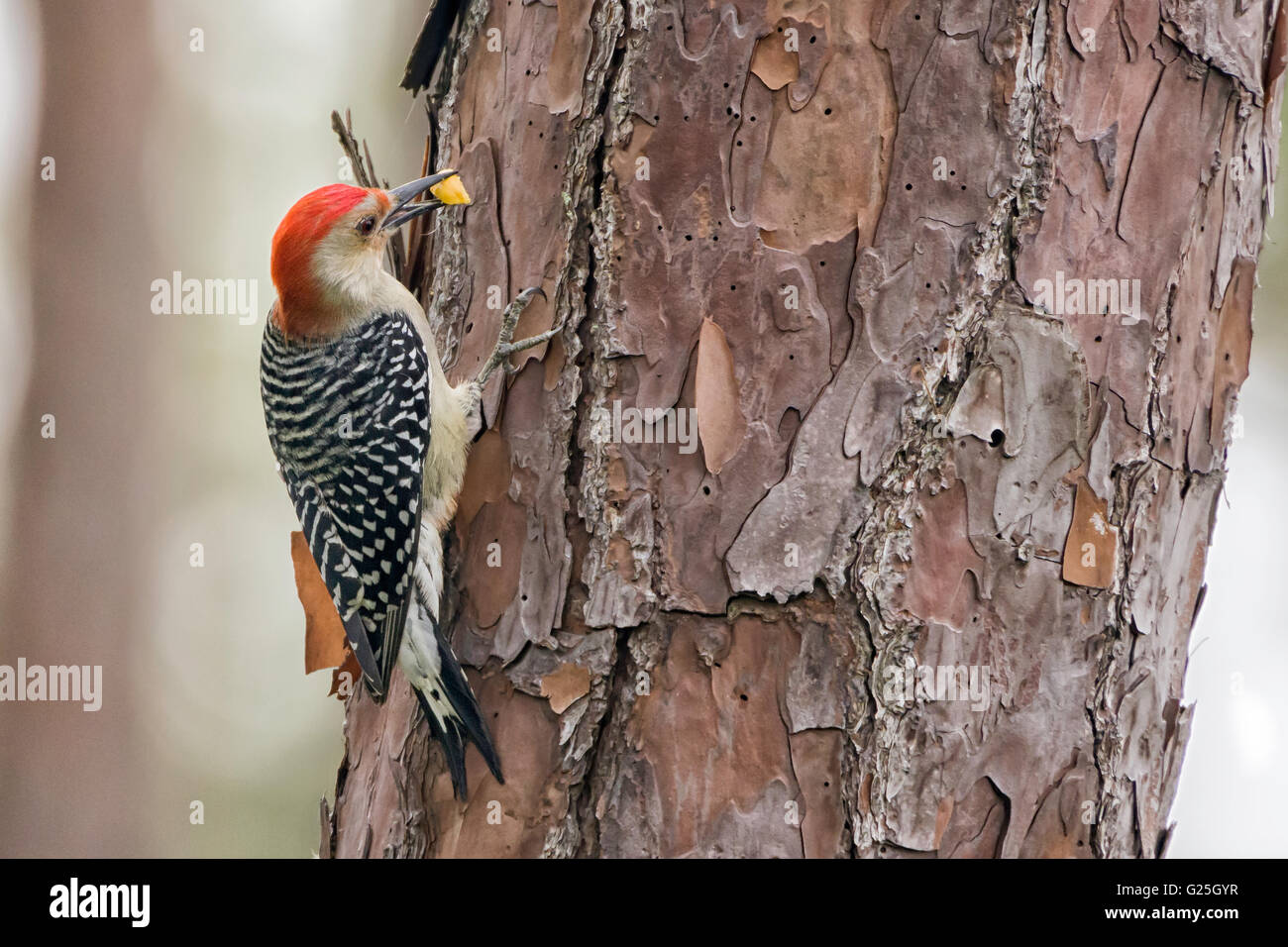 Red Bellied Woodpecker Stock Photo