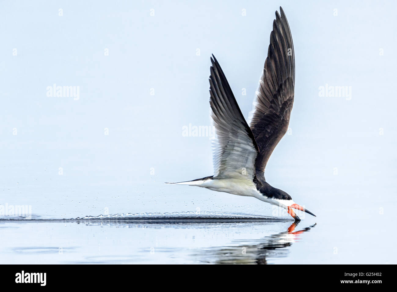 Skimmer Water Bird Hi res Stock Photography And Images Alamy skimmer-water-bird-hi-res-stock-photography-and-images-alamy