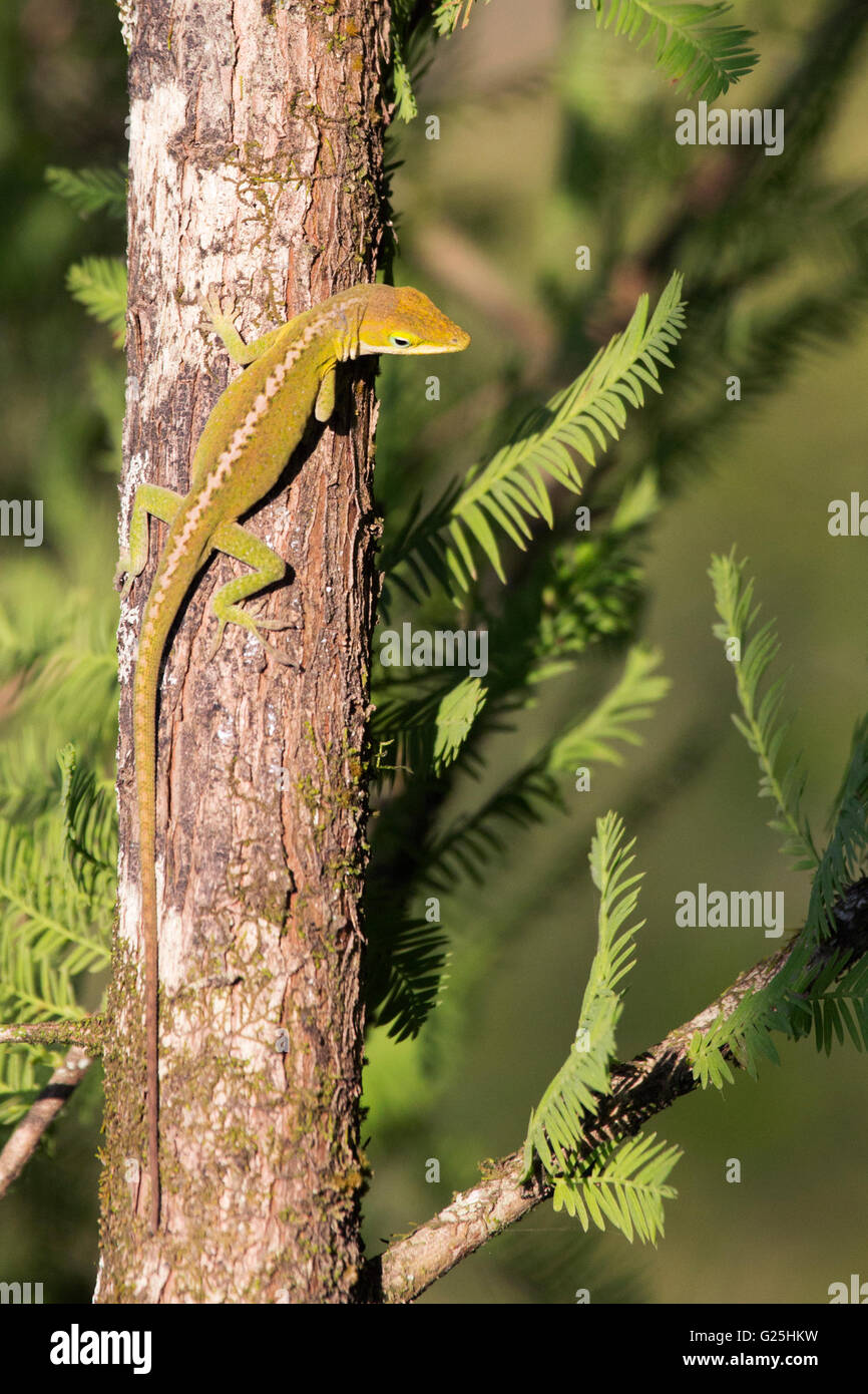 Carolina anole (Anolis carolinensis) in Cypress Island Preserve on the shoreline of Lake Martin Stock Photo