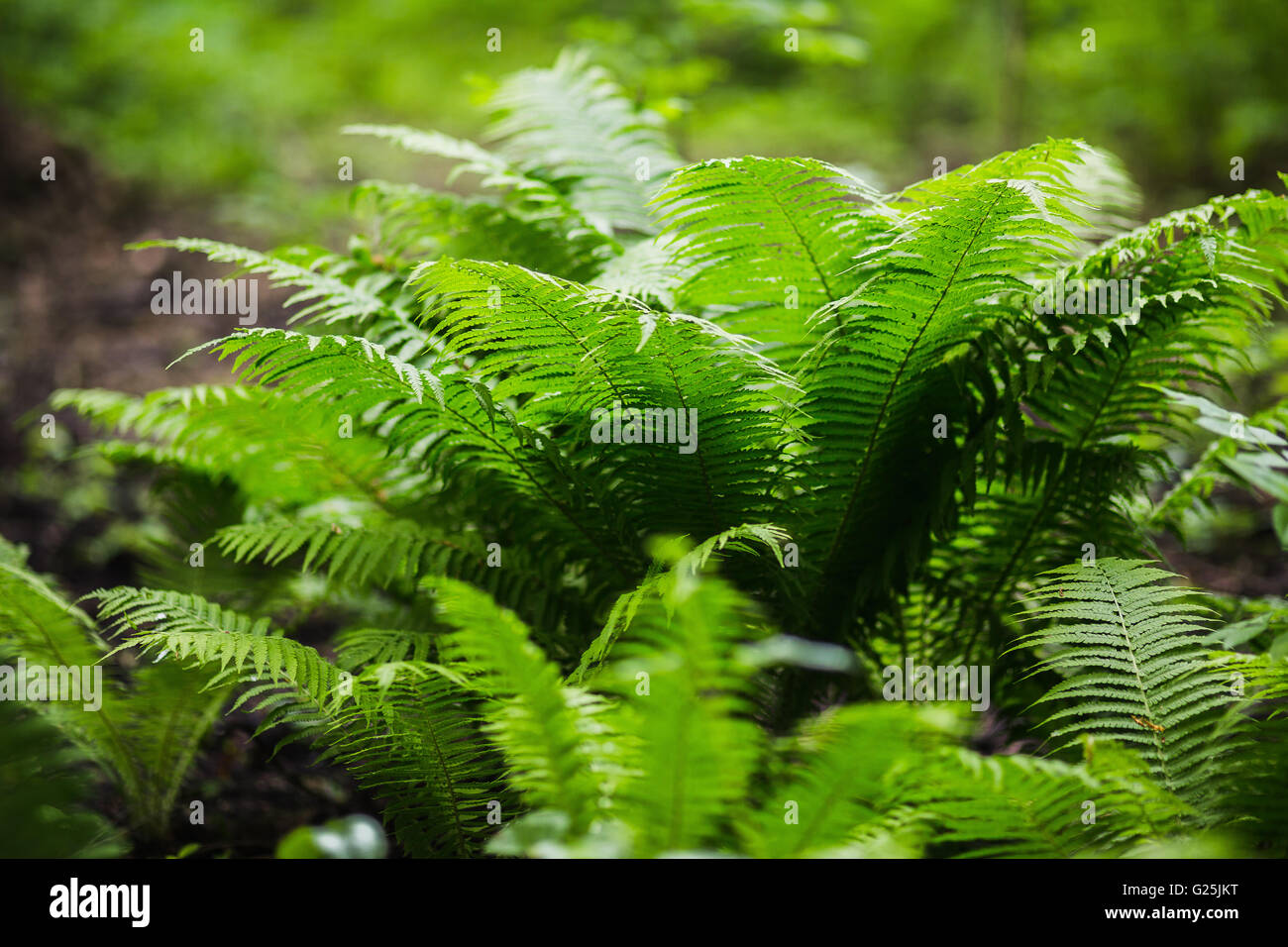 Tropical leafs of fern brake in forest Stock Photo